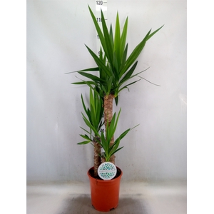 Yucca