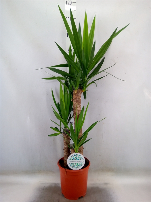 <h4>Yucca</h4>