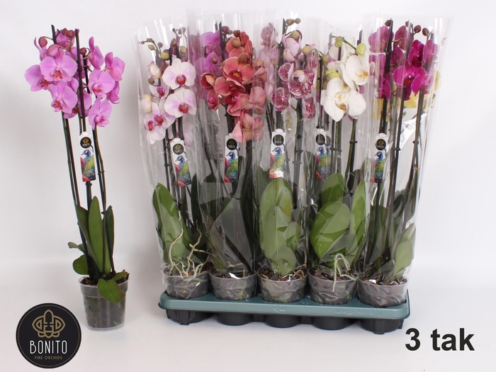 <h4>PHAL GEM 5 KL</h4>