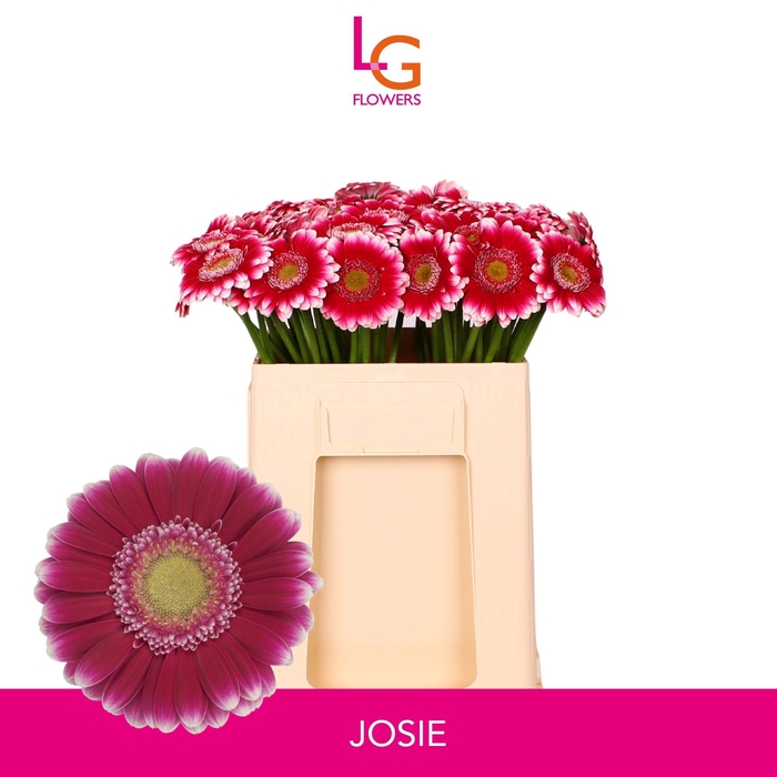 <h4>GE MI JOSIE</h4>