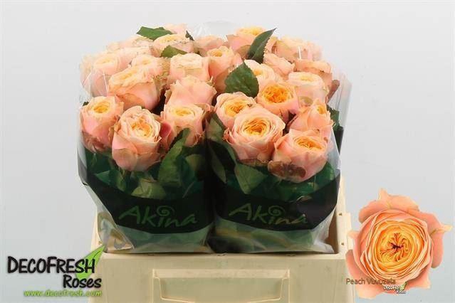 <h4>ROSA GR 'PEACH VUVUZELA'</h4>