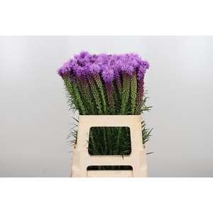 Liatris Spicata