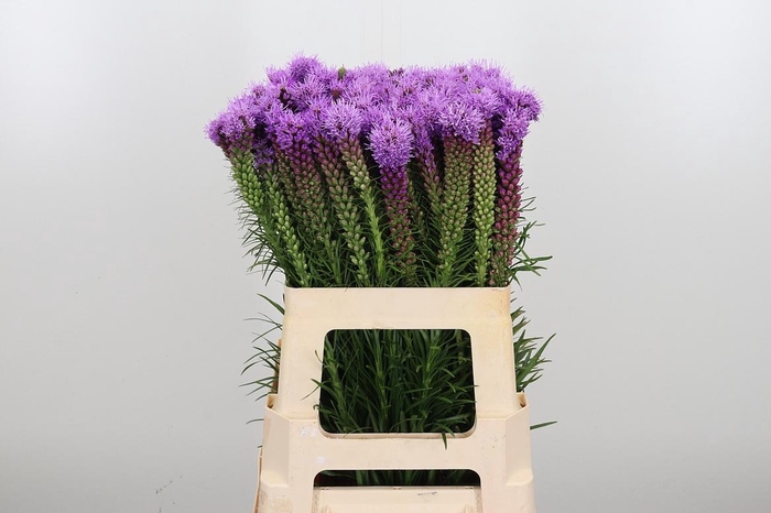 <h4>Liatris Spicata</h4>