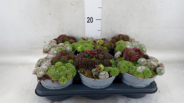 <h4>Sempervivum ...</h4>