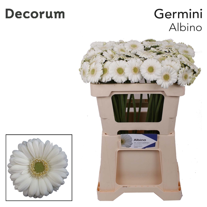 <h4>Germini Albino Water</h4>