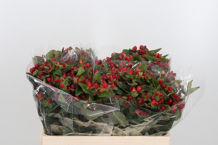 <h4>Hyp Mag Triumph</h4>