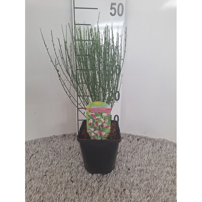 <h4>Cytisus Praecox Grp 'Zeelandia'</h4>
