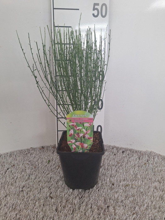 Cytisus Praecox Grp 'Zeelandia'