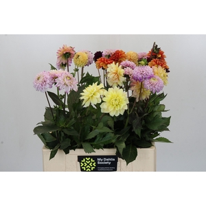 Dahlia Gemengd in bos