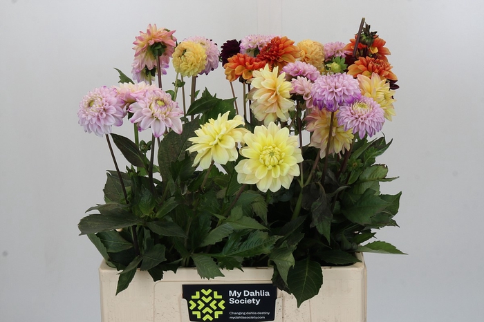 <h4>Dahlia Gemengd in bos</h4>