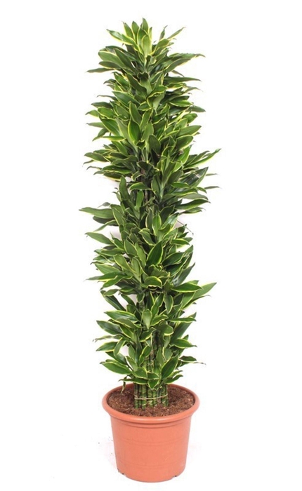 <h4>Dracaena Golden Coast</h4>
