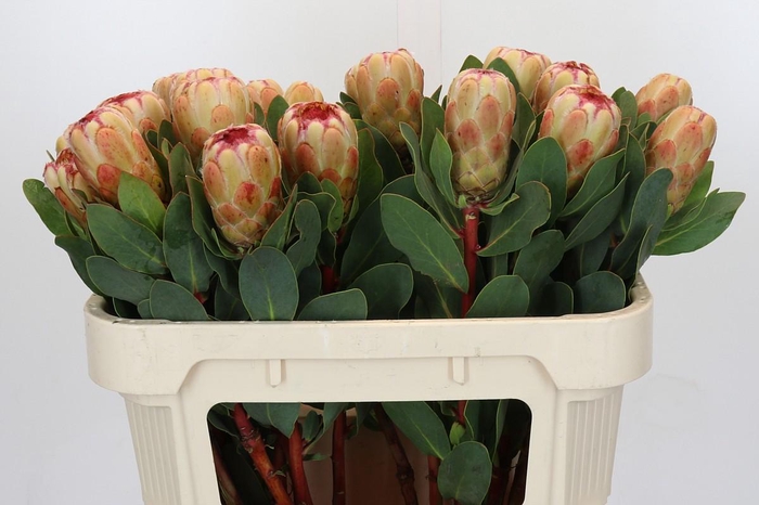 <h4>Protea Grandicolor</h4>