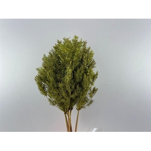 Dried Umbr. Sedge Big Leaf Green Bunch