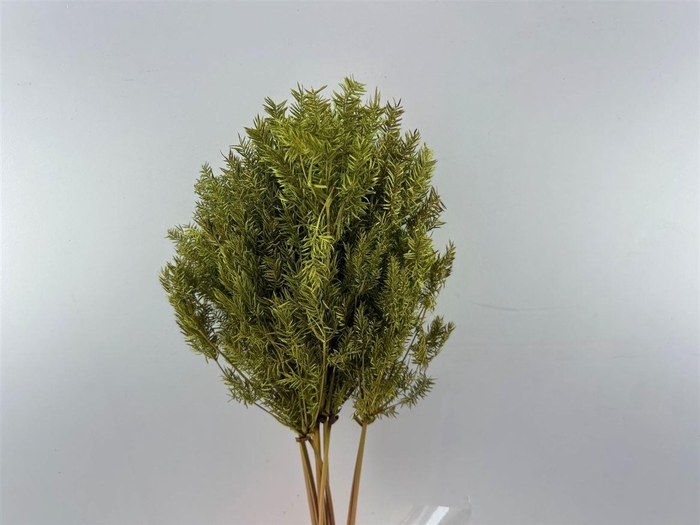 <h4>Dried Umbr. Plant Green Bunch</h4>