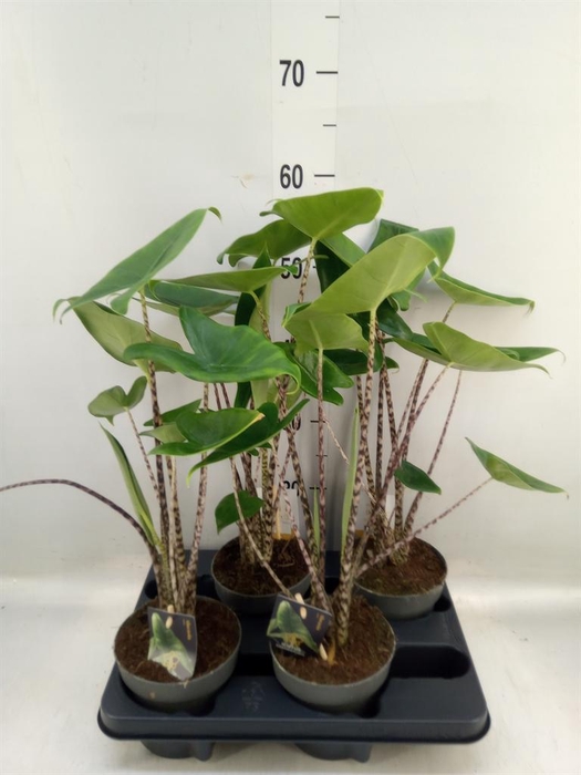 <h4>Alocasia zebrina</h4>