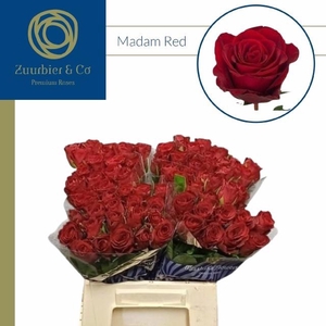 R GR MADAM RED