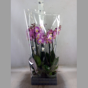 Phalaenopsis  'Ant Split'
