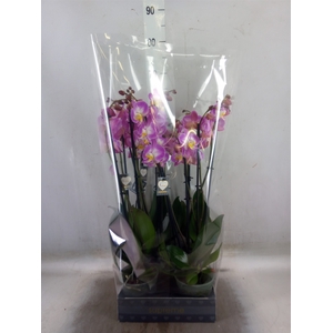 Phalaenopsis  'Ant Split'