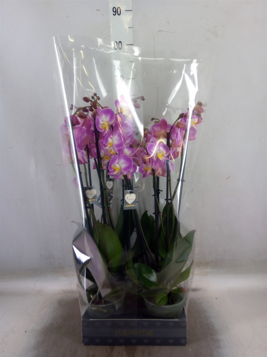 <h4>Phalaenopsis  'Ant Split'</h4>