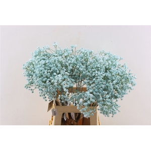 Artificial Stem Gyps Blue