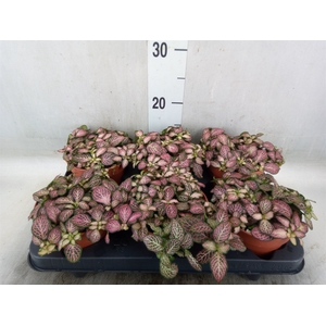 Fittonia  'Mosaic Pink Tiger'