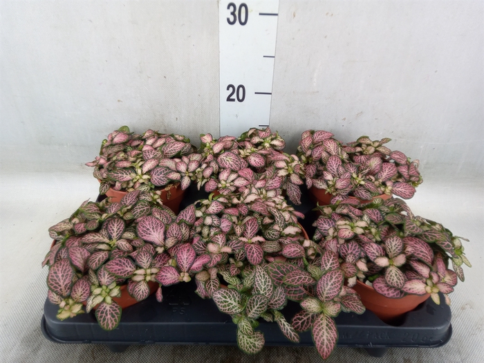 <h4>Fittonia  'Mosaic Pink Tiger'</h4>