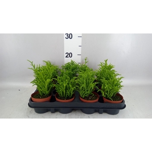 Crassula   ...