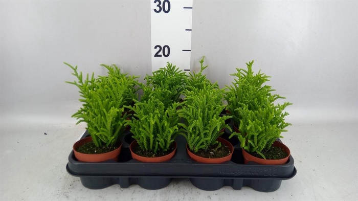 <h4>Crassula   ...</h4>