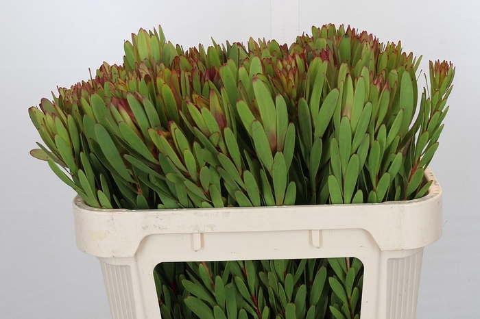 <h4>Leucadendron Safari Sunset</h4>