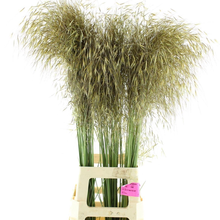 <h4>STIPA GIGANTEA</h4>