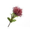Leucospermum Nutan Bordeaux