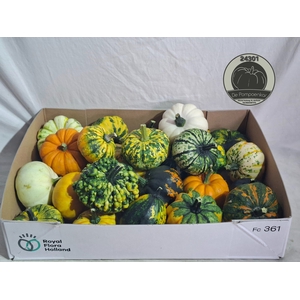 CUCURBITA