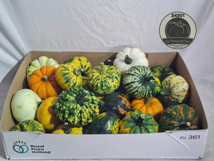 <h4>CUCURBITA</h4>