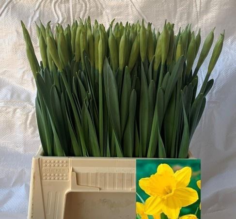 <h4>NARC T DUTCH MASTER</h4>