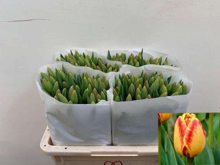 <h4>TU EN BANJA LUKA</h4>