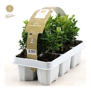 Buxus semp. 6-Pack