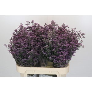 Limonium Safora Pink Sky