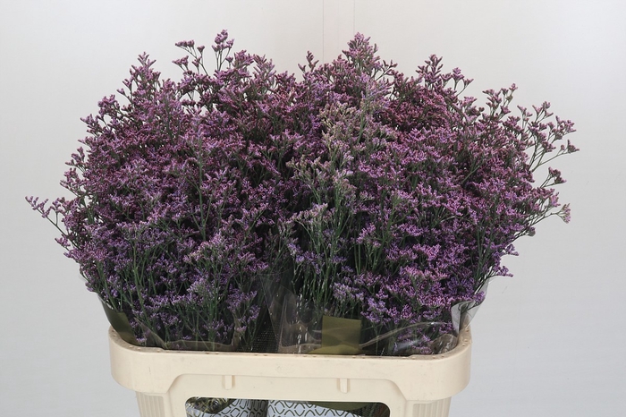 <h4>Limonium Safora Pink Sky</h4>