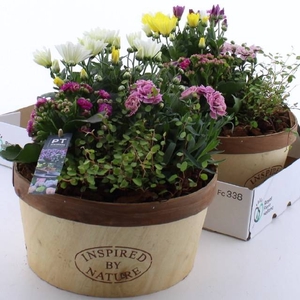 ARR TUINPLANTEN