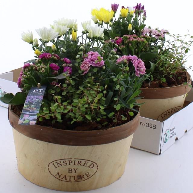 <h4>ARR TUINPLANTEN</h4>