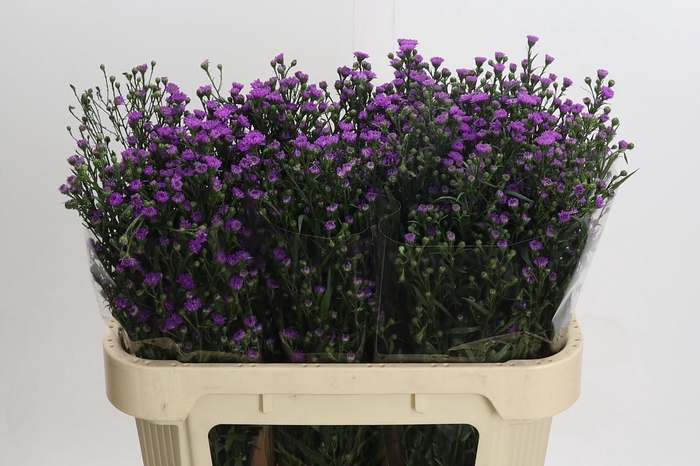 <h4>Aster Baby Pink</h4>