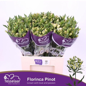 Alstr florinca Pinot