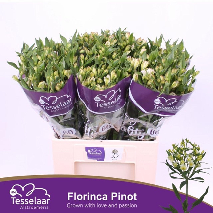 <h4>Alstr florinca Pinot</h4>