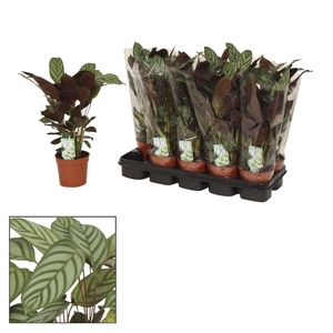 Calathea 12cm Compactstar (Ctenanhte)