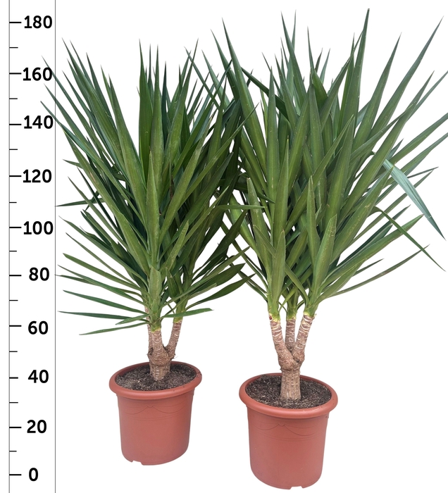 <h4>YUC ELEPHANTIPES</h4>