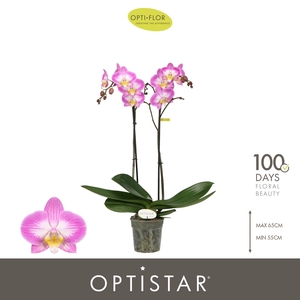 PHAL OPTI OPTISTAR CAREY 2 SPIKE