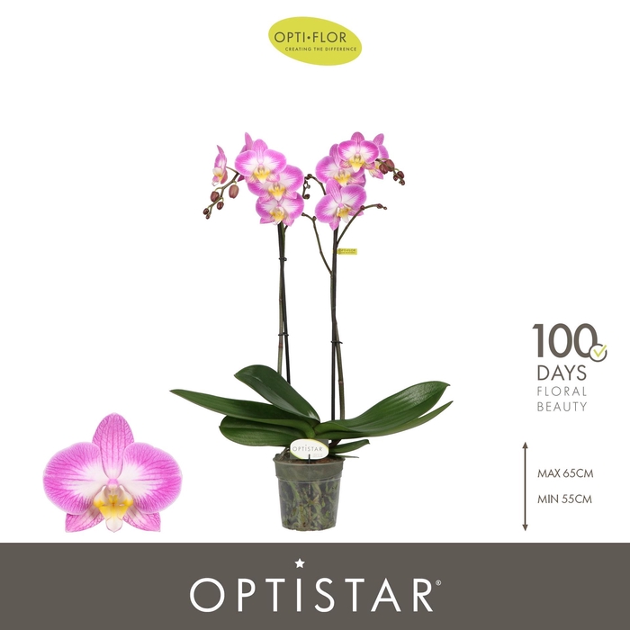 <h4>PHAL OPTI OPTISTAR CAREY 2 SPIKE</h4>