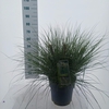 Cortaderia selloana Tiny Pampa