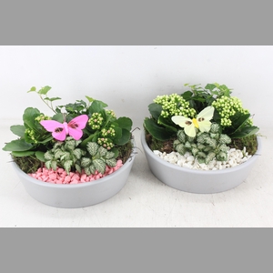 arr2 PL - Ker. schaal grijs - roze/wit