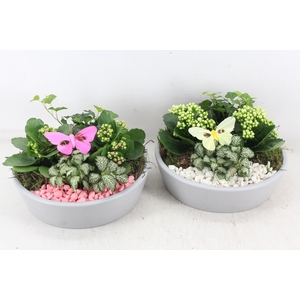 arr2 PL - Ker. schaal grijs - roze/wit